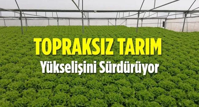 Konya jeotermal topraksız tarımın üssü oluyor
