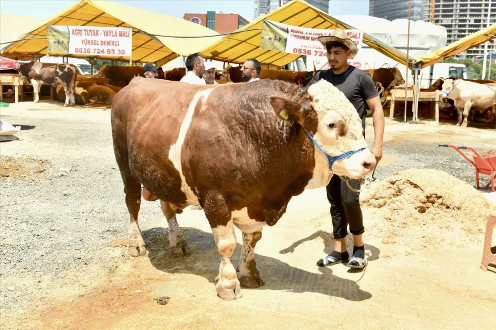 Kurban pazarının 1 ton 200 kiloluk Kral’ı alıcısını bekliyor