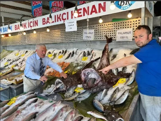 SİLİVRİ AÇIKLARINDA DEV FENER BALIKLARI YAKALANDI