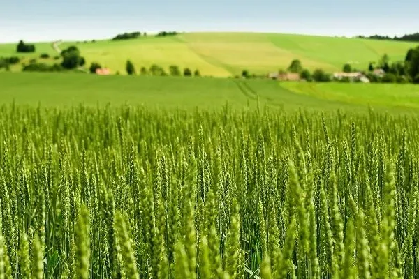 Tarım-ÜFE yıllık yüzde 45,40 arttı! 