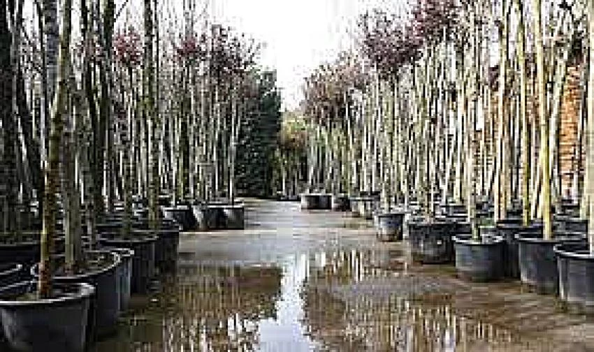 Daha Yeşil Kadıköy İçin Ücretsiz Ağaç Dağıtımı